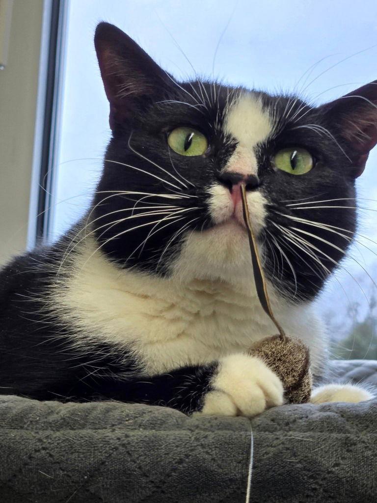 Poppy, Adoptable, Adult Female Domestic Short Hair.