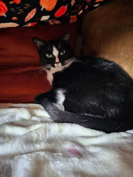 Enlarge Poppy, a Adoptable Domestic Short Hair in Sayreville, NJ image 2/3