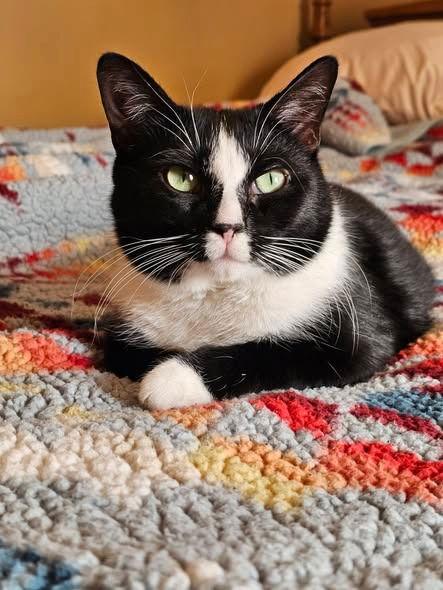 Enlarge Poppy, a Adoptable Domestic Short Hair in Sayreville, NJ image 3/3