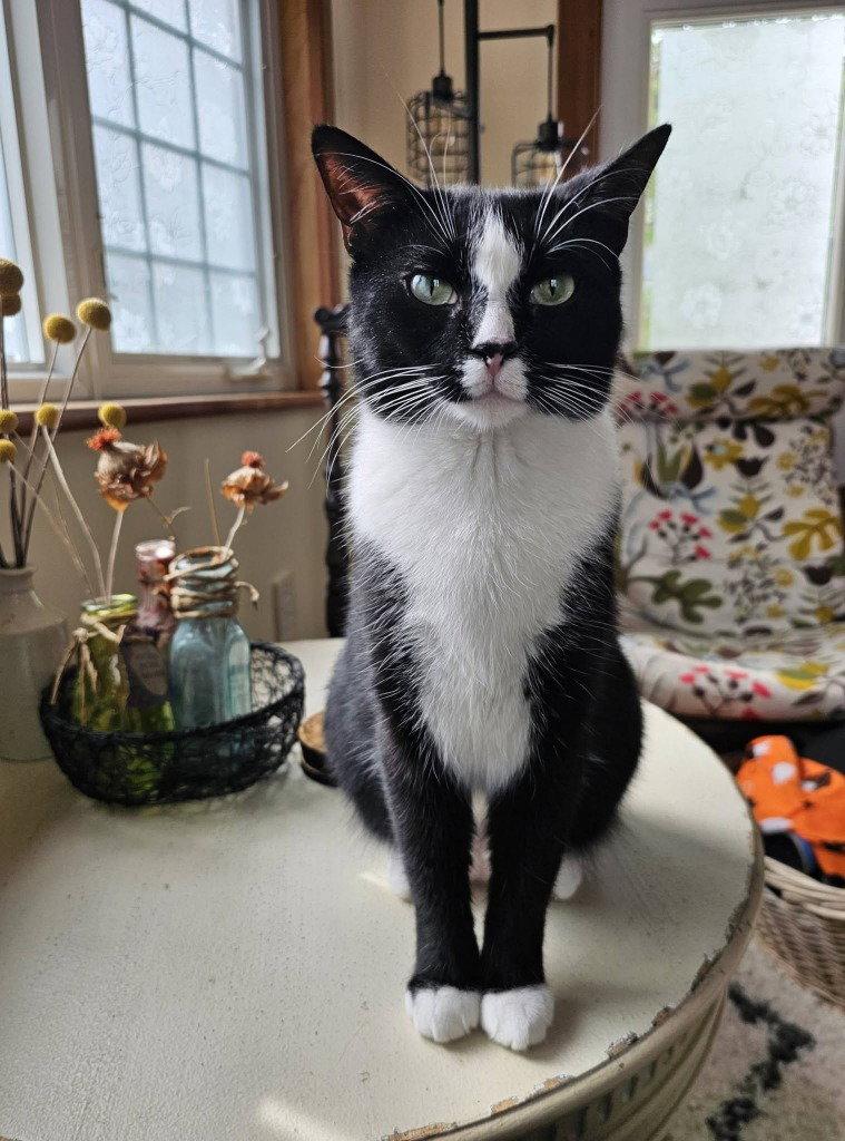 Poppy, a Adoptable Domestic Short Hair in Sayreville, NJ image 3/3