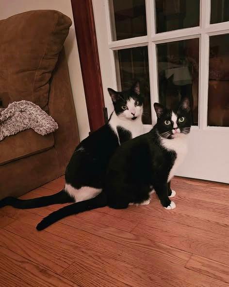 Enlarge Poppy, a Adoptable Domestic Short Hair in Sayreville, NJ image 3/3