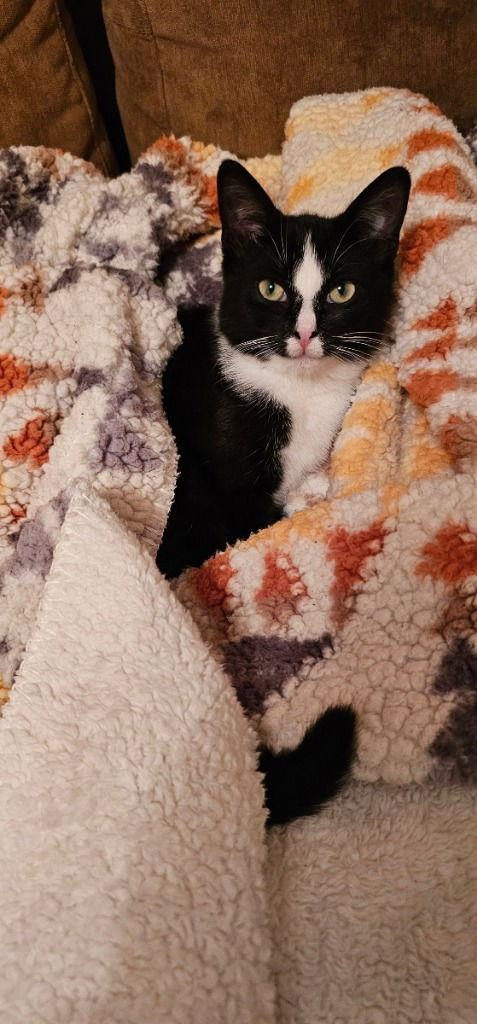 Poppy, Adoptable, Young Female Domestic Short Hair.