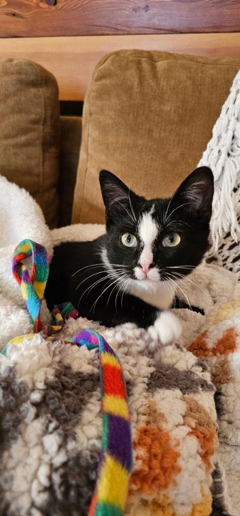 Poppy, a Adoptable Domestic Short Hair in Sayreville, NJ image 2/3