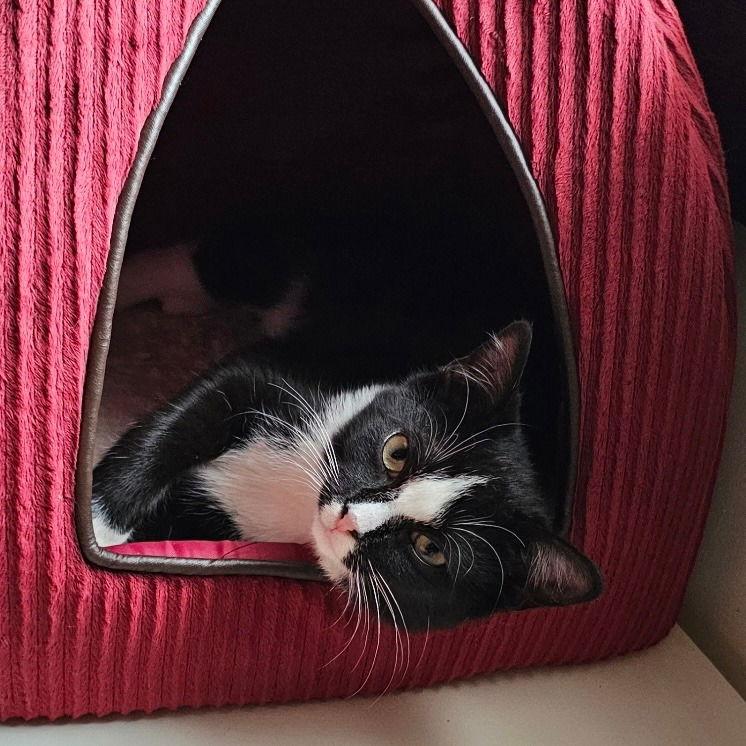 Poppy, a Adoptable Domestic Short Hair in Sayreville, NJ image 3/3