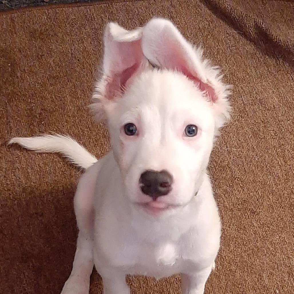 Cotton Tail, a Adoptable mixed breed in Cincinnati, OH image 3/3