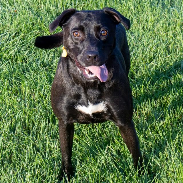 MOXXI, Adoptable, Young Female Labrador Retriever & Mixed Breed.