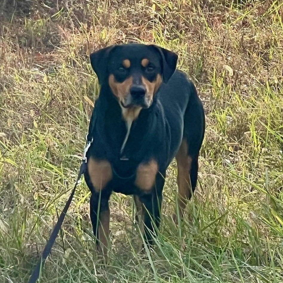 Bear, a Adoptable mixed breed in Edinburg, VA image 1/3