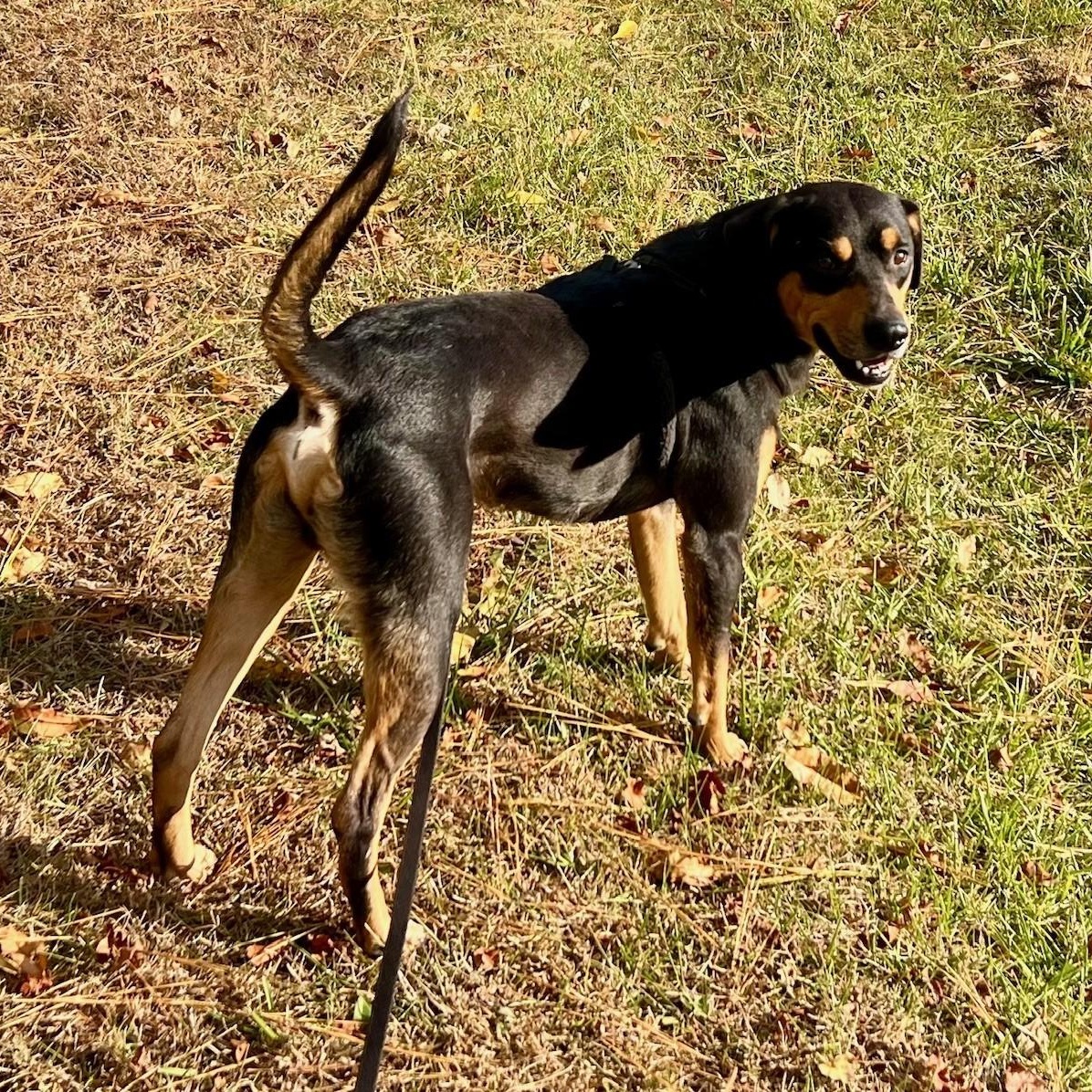 Bear, a Adoptable mixed breed in Edinburg, VA image 3/3