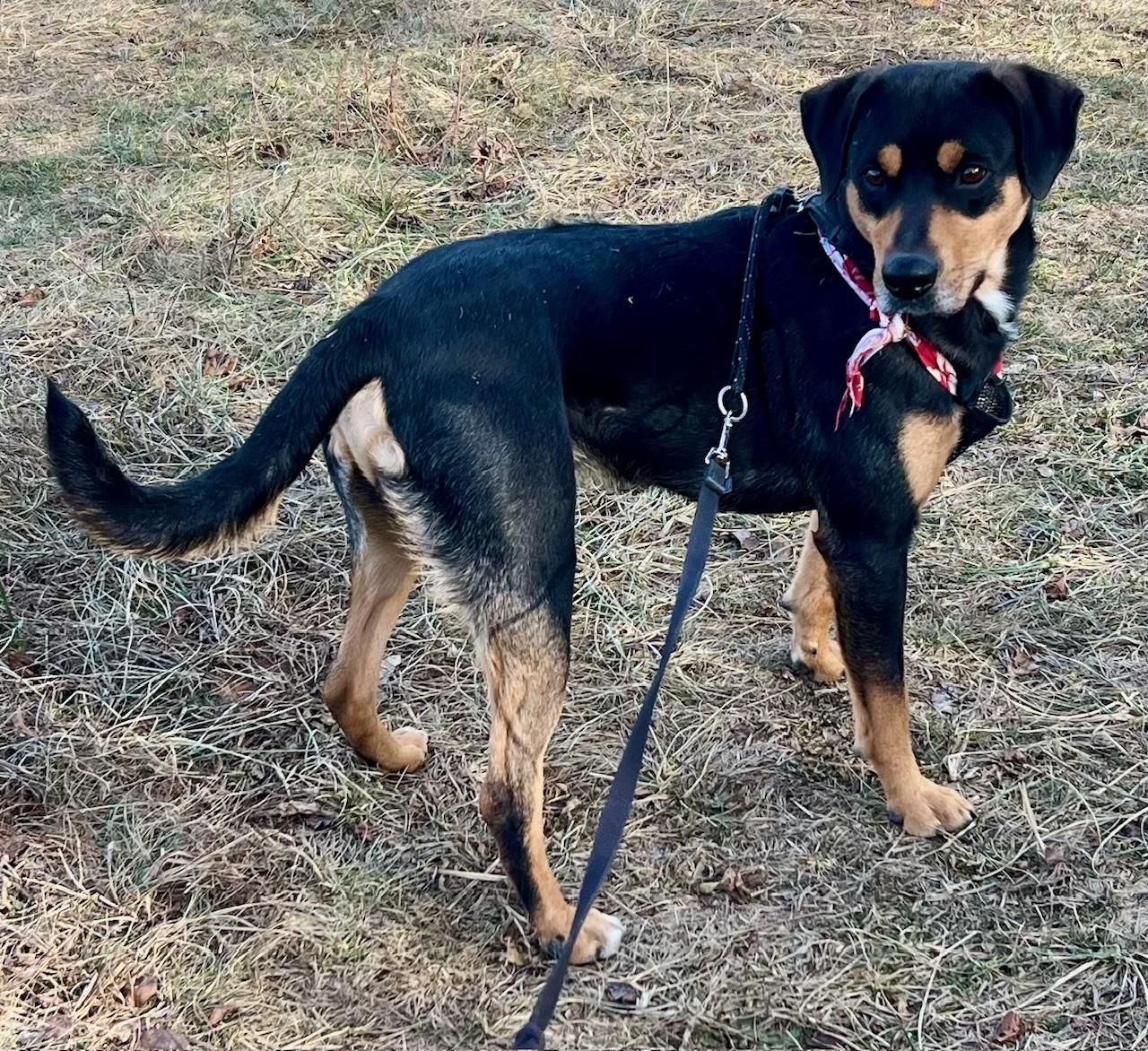 Bear, Adoptable, Adult Male Rottweiler & Boxer.