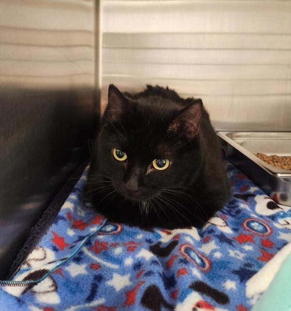 Enlarge Venice, a Adoptable mixed breed in Great Falls, MT image 1/1