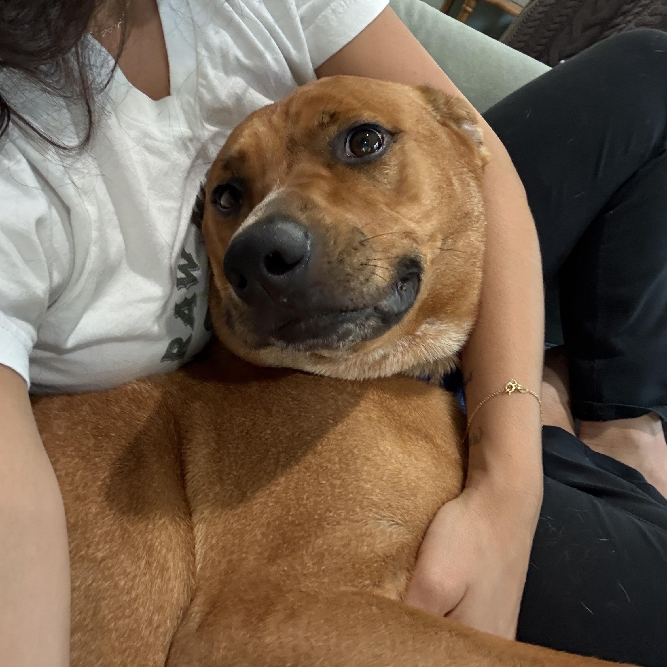 Enlarge Tyson, an adoptable mixed breed in Southold, NY image 1/1