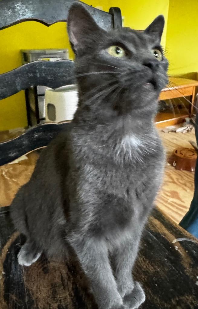 Enlarge Birdie, a Adoptable mixed breed in Brainardsville, NY image 2/2