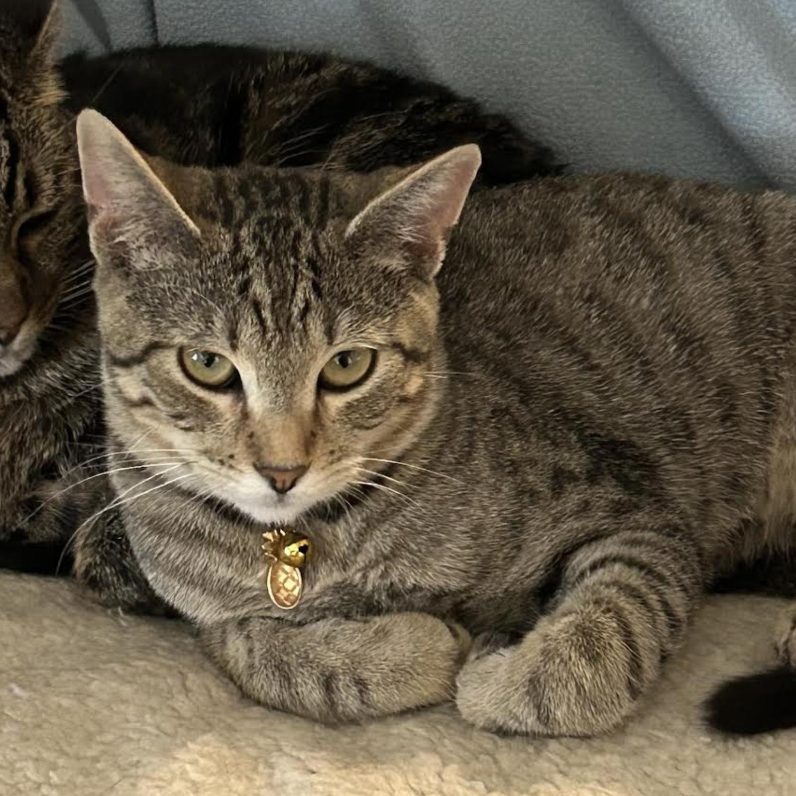 Enlarge Monte, a Adoptable Tabby in Manhattan Beach, CA image 1/1