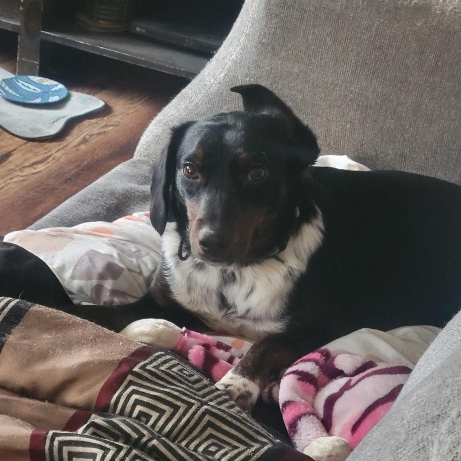 Enlarge Airbnb, a Adoptable Mixed Breed in Pekin, IL image 1/3