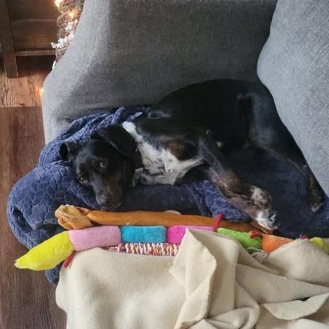 Enlarge Airbnb, a Adoptable Mixed Breed in Pekin, IL image 2/3