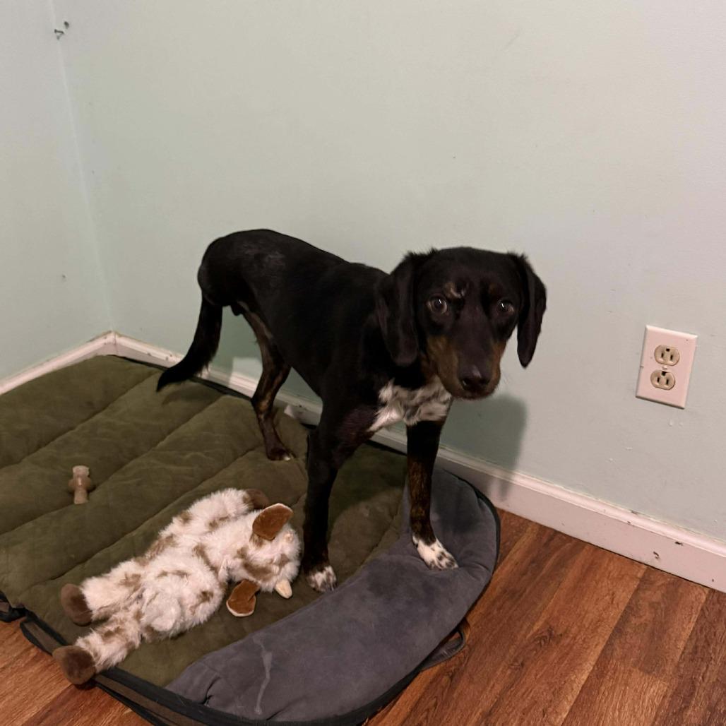 Enlarge Airbnb, a Adoptable Mixed Breed in Pekin, IL image 3/3