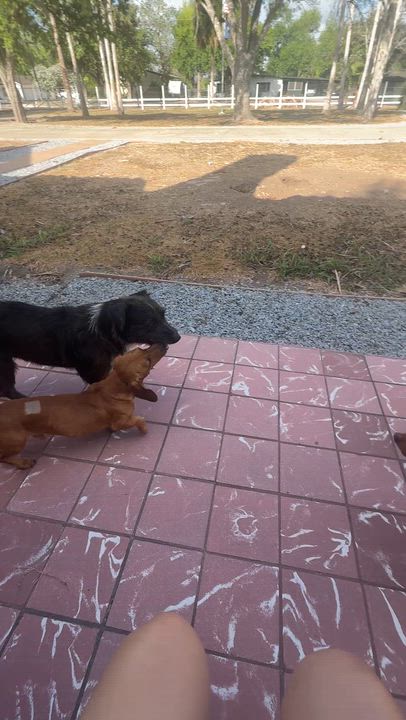 Enlarge Buddy, a ADOPTABLE mixed breed in Austin, TX video 5/5