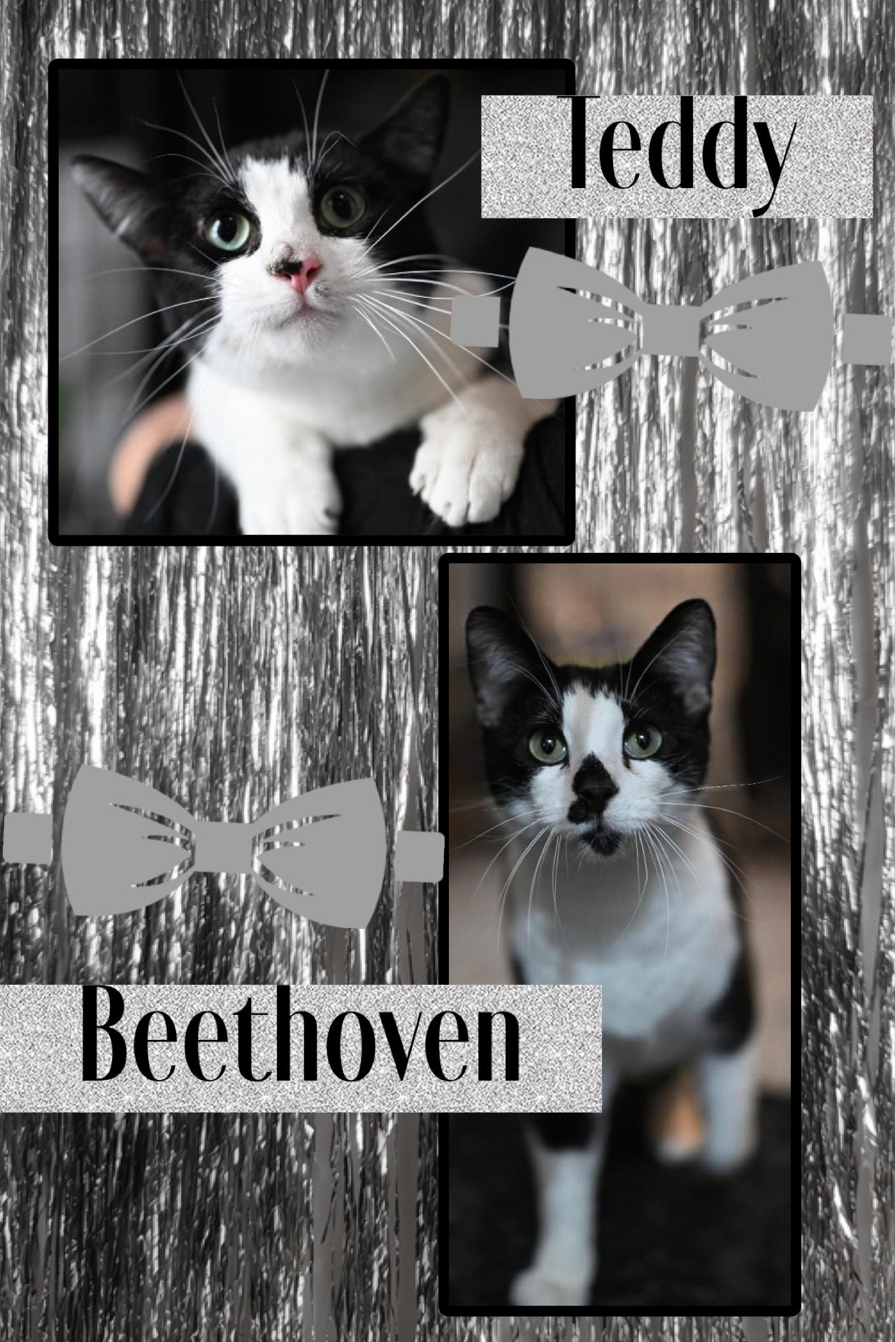 Teddy & Beethoven, adoptable, Young Male Domestic Short Hair.