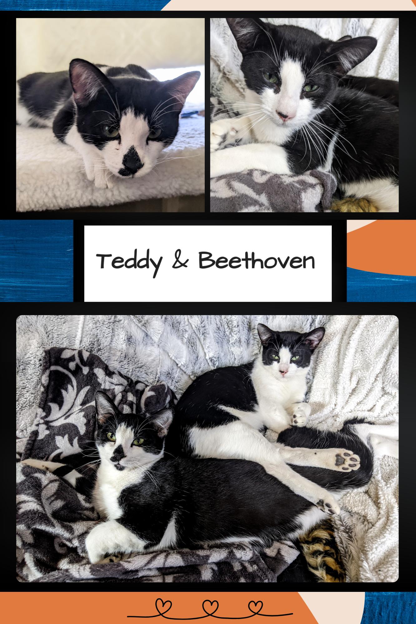Enlarge Teddy & Beethoven, a Adoptable Domestic Short Hair in Kearney, NE image 2/2