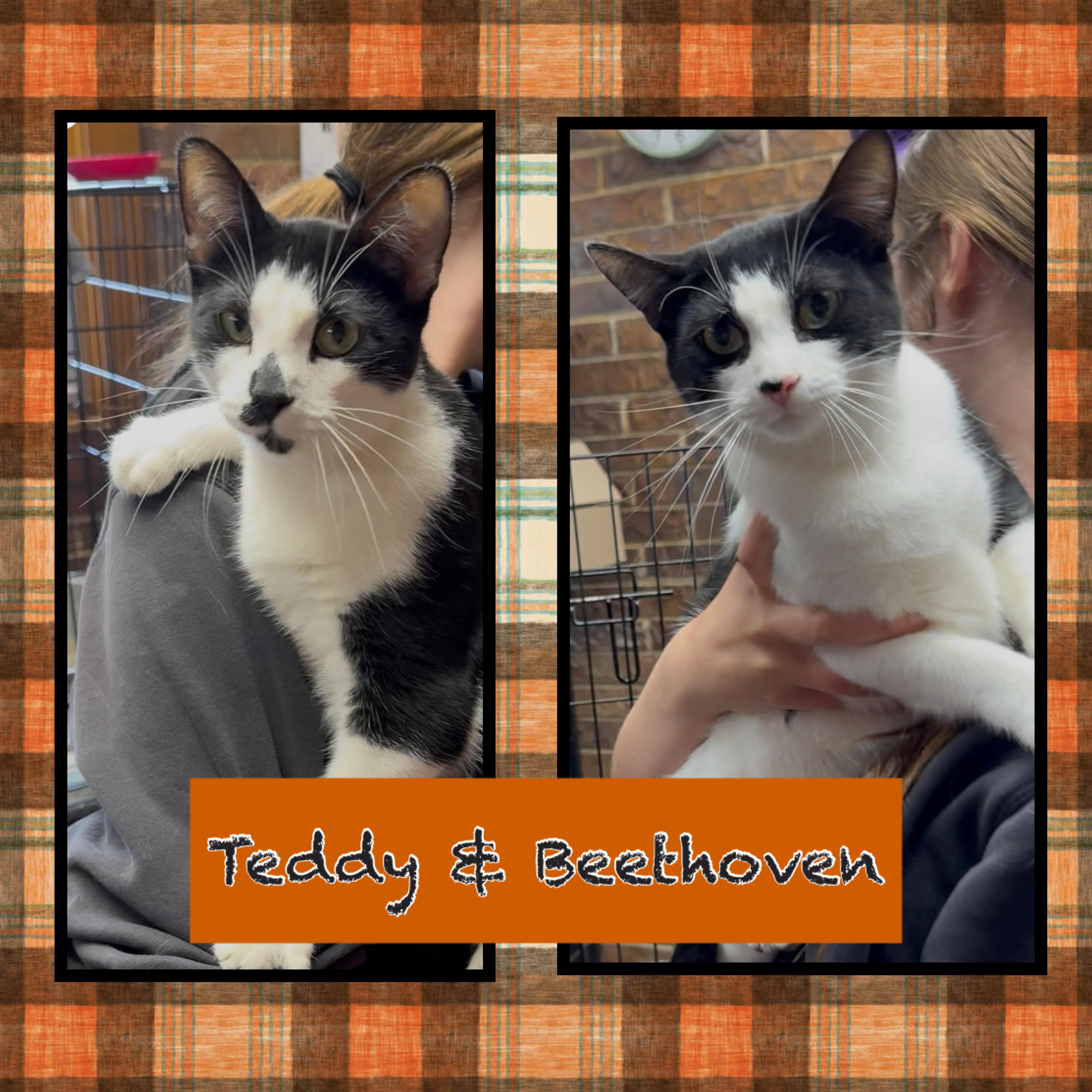 Enlarge Teddy & Beethoven, a Adoptable Domestic Short Hair in Kearney, NE image 1/2