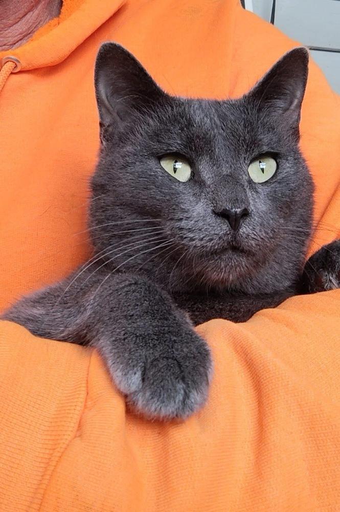 Enlarge Loki, a Adoptable mixed breed in Plumerville, AR image 2/2