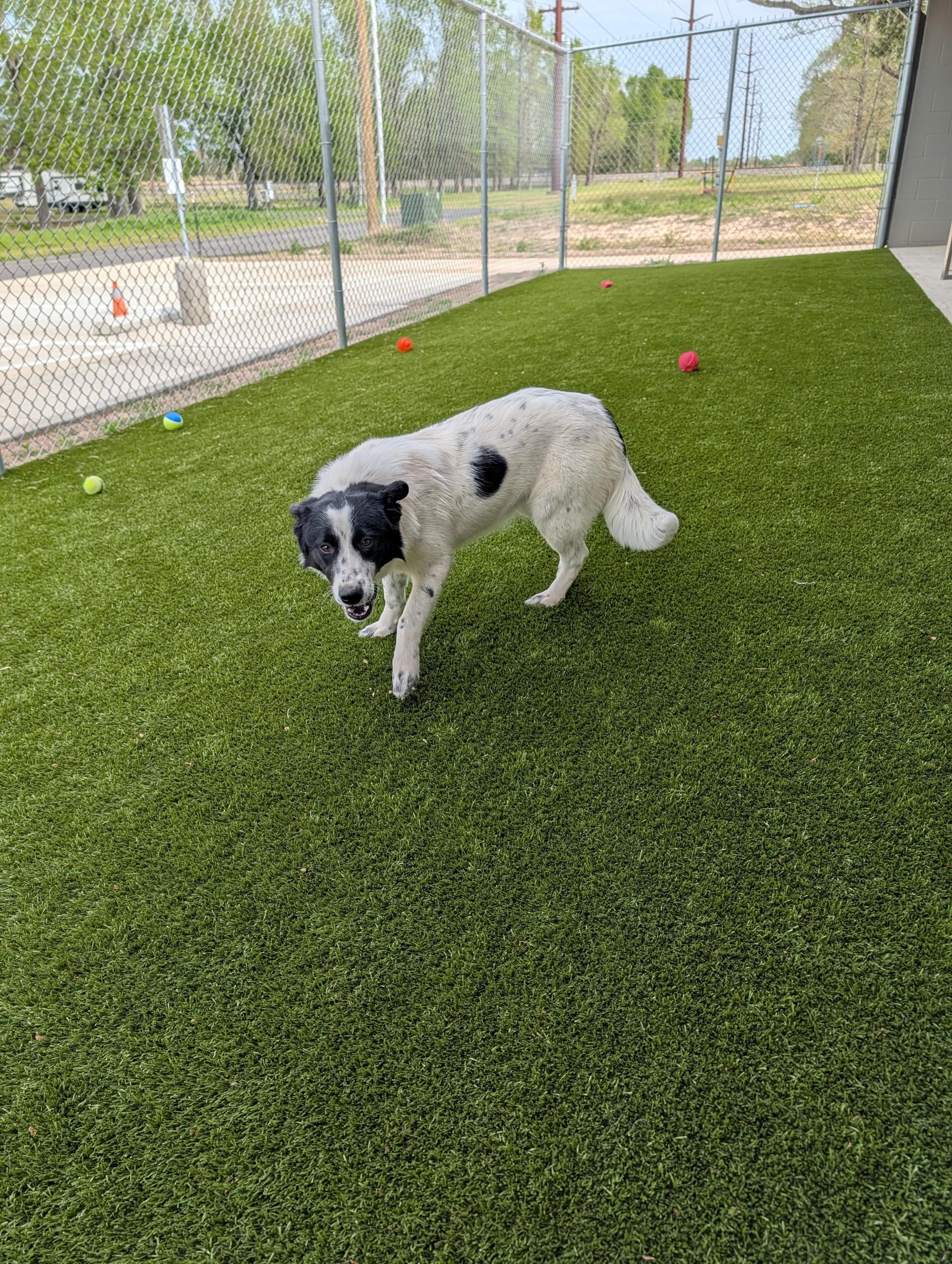 Enlarge Bella, a ADOPTABLE mixed breed in Winnsboro, TX image 1/1