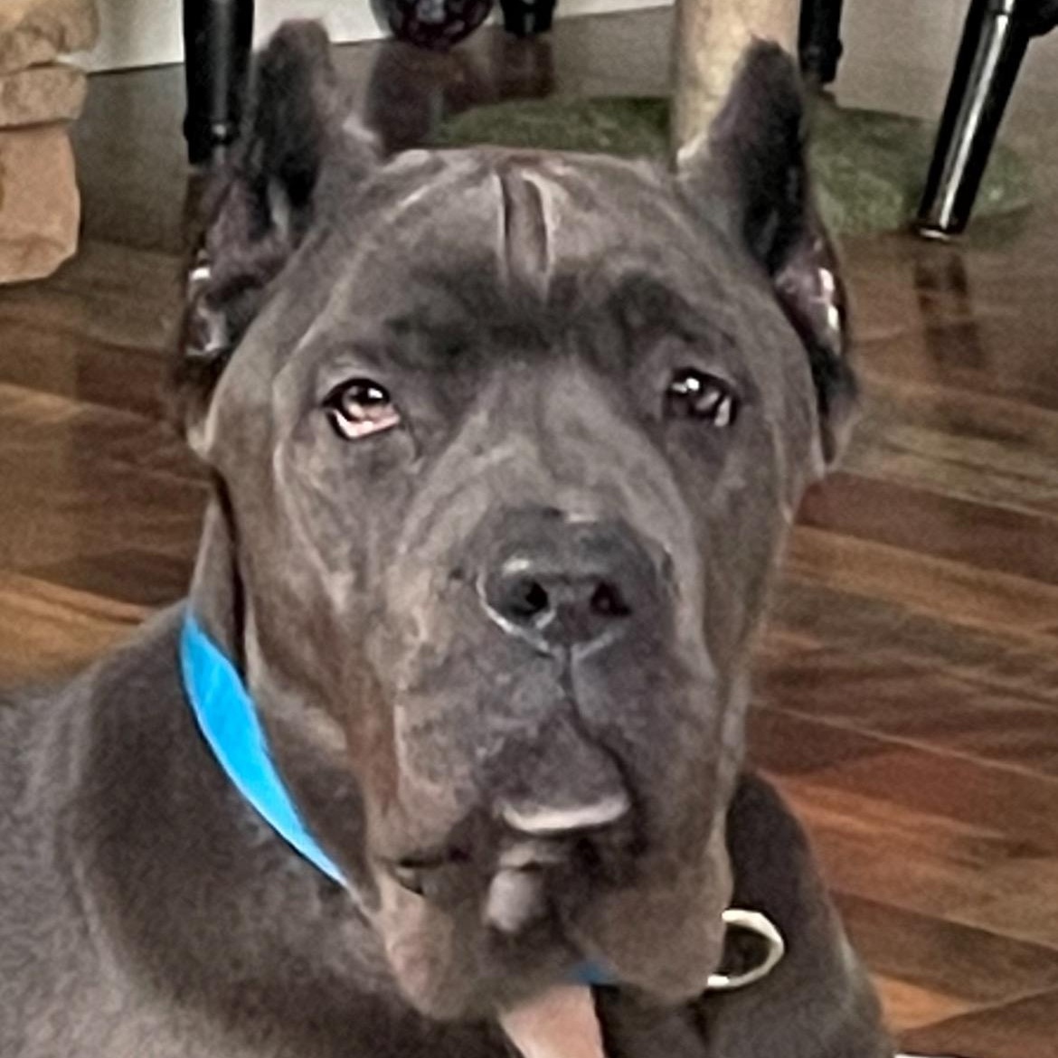 Harley, ADOPTABLE, Puppy Female Cane Corso.