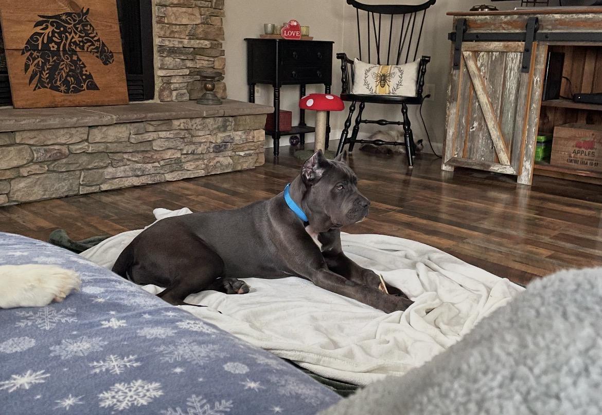 Enlarge Harley, a ADOPTABLE Cane Corso in Lincoln University, PA image 2/2