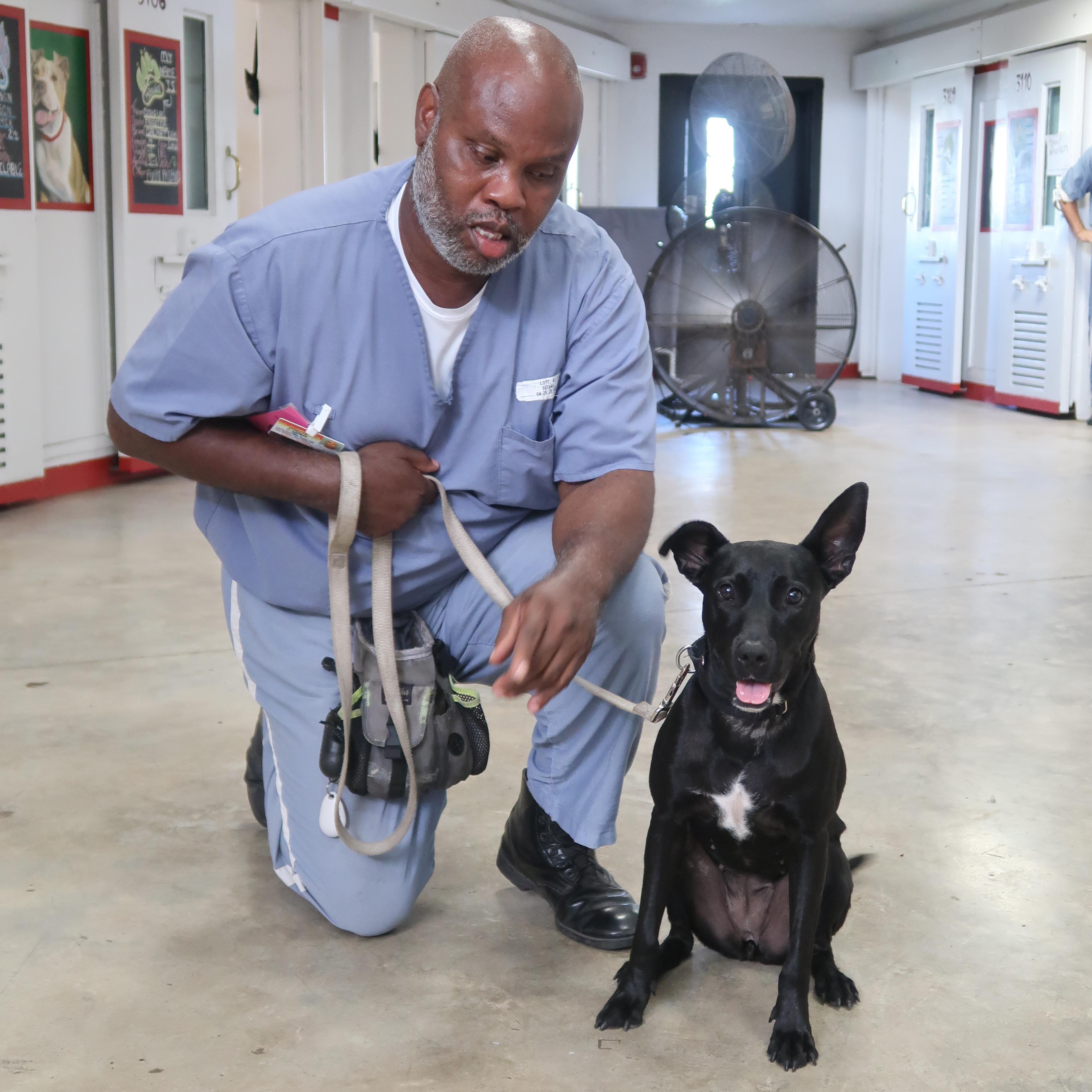 Emme-TRAINED DOG photo 3