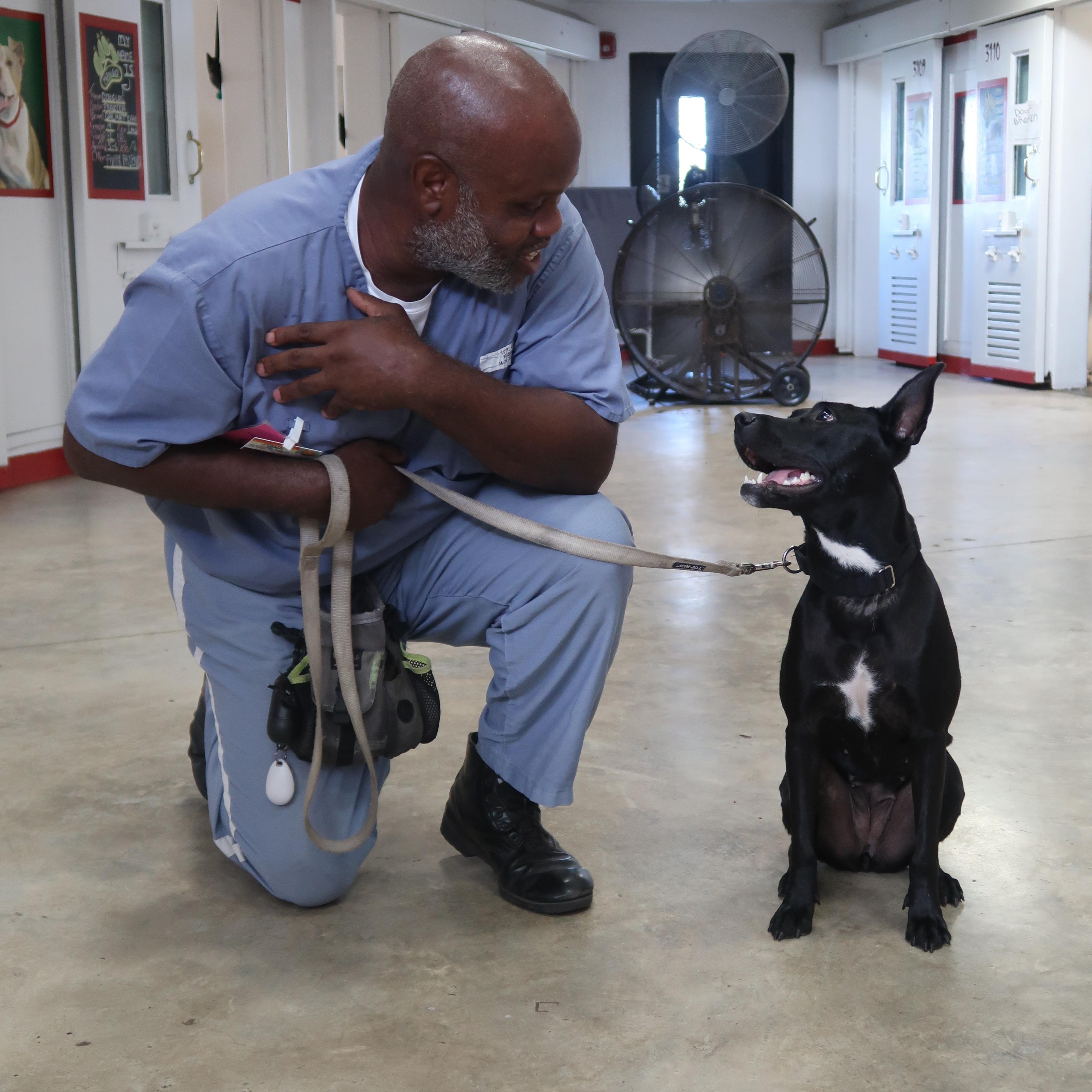 Emme-TRAINED DOG photo 2