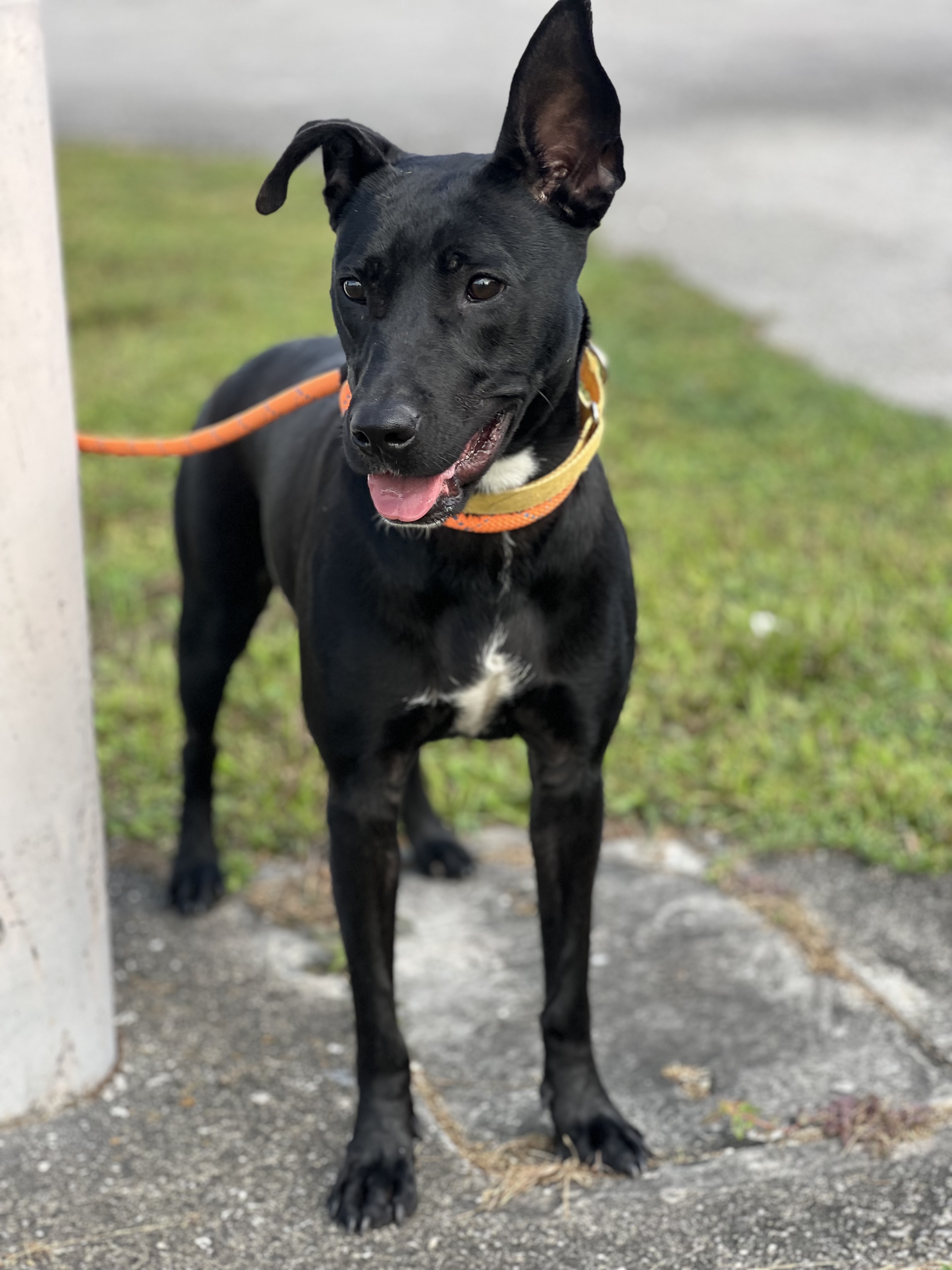 Emme-TRAINED DOG