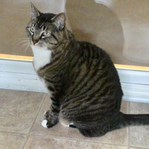 Aisling (pronounced ash-ling), Adoptable, Adult Female Domestic Short Hair.