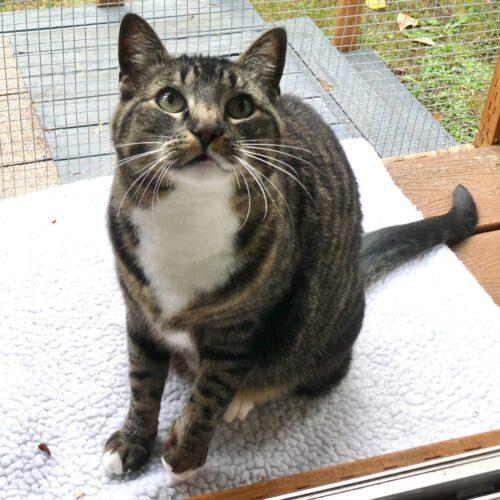 Enlarge Aisling (pronounced ash-ling), a Adoptable Domestic Short Hair in Vashon Island, WA image 2/5