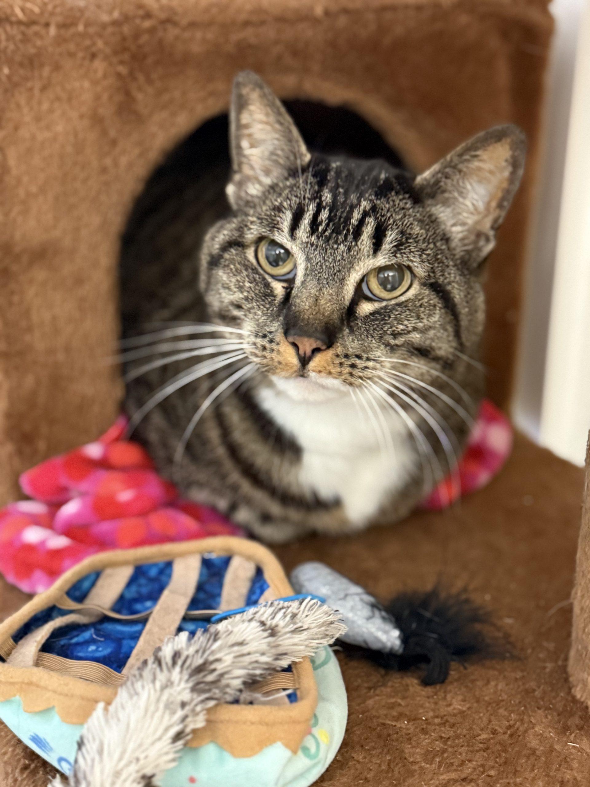 Aisling (pronounced ash-ling), a Adoptable Domestic Short Hair in Vashon Island, WA image 3/5