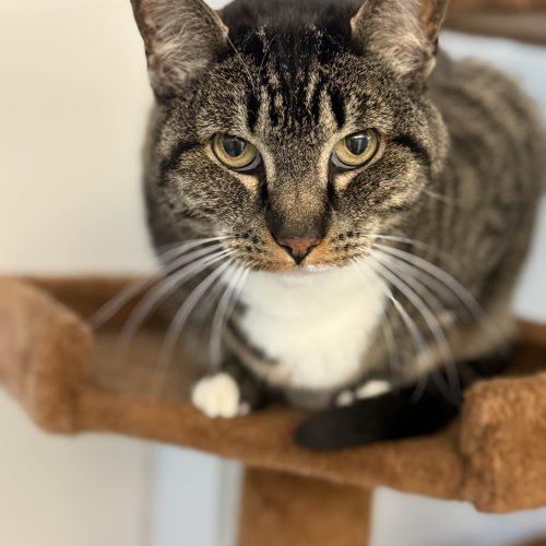 Enlarge Aisling (pronounced ash-ling), a Adoptable Domestic Short Hair in Vashon Island, WA image 3/5
