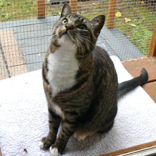Enlarge Aisling (pronounced ash-ling), a Adoptable Domestic Short Hair in Vashon Island, WA image 5/5