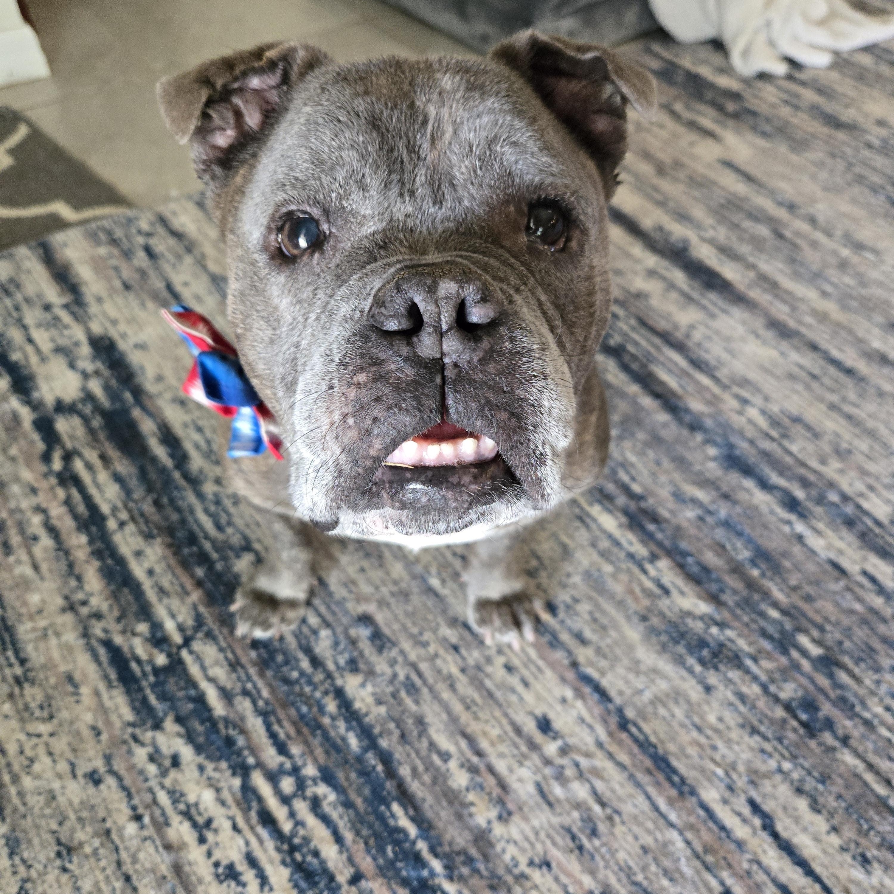 Gertie, Adoptable, Senior Female American Bulldog.