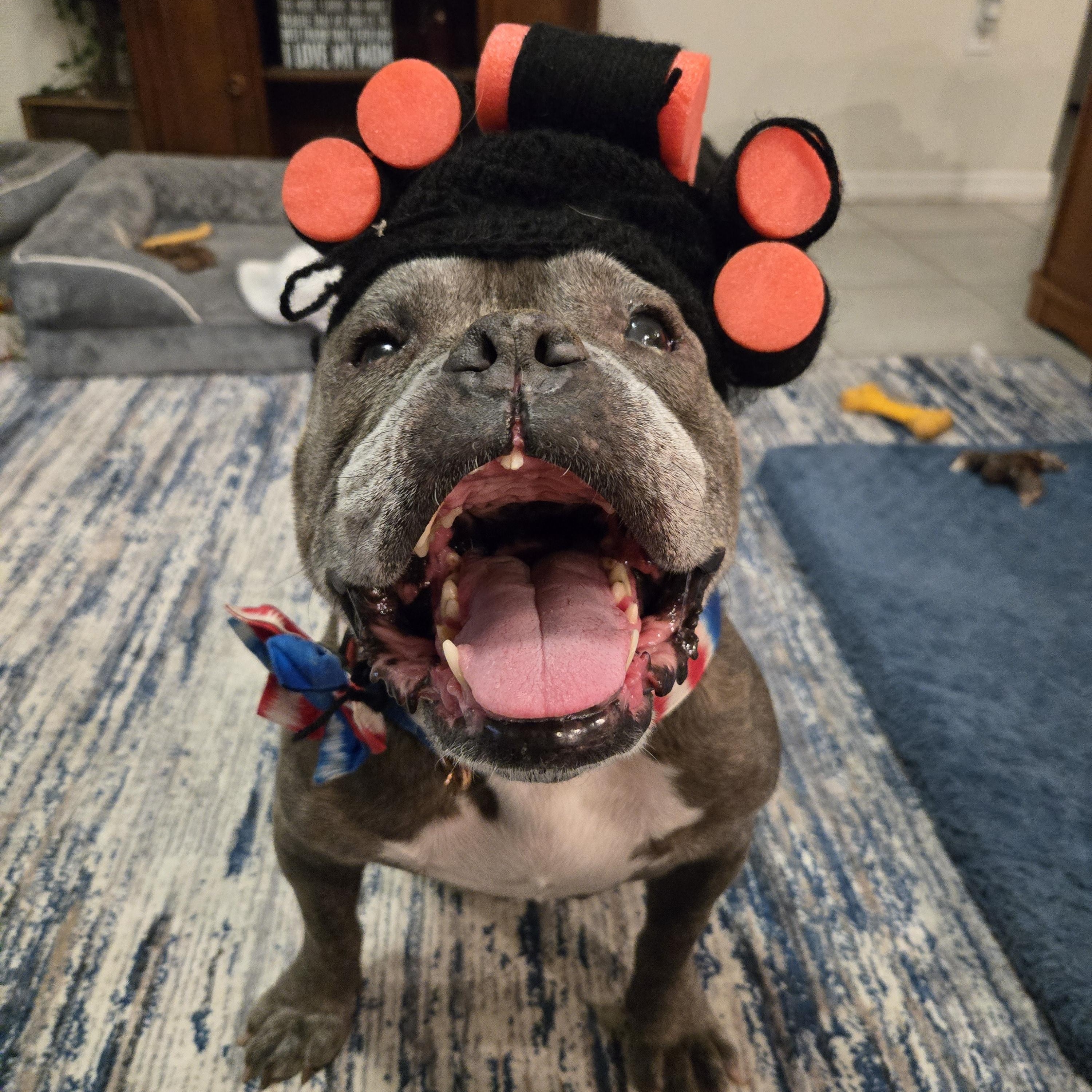 Gertie, Adoptable, Senior Female American Bulldog.