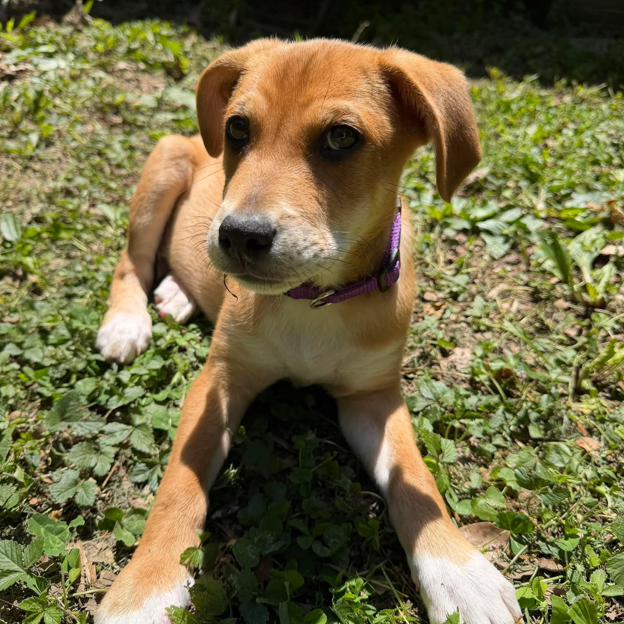 Copper, adoptable, Puppy Male Doberman Pinscher & Jack Russell Terrier.