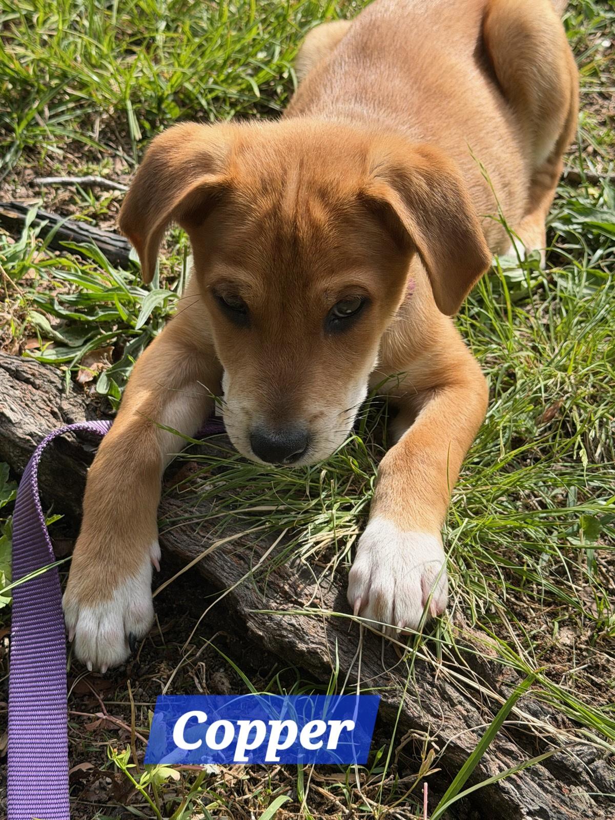 Copper, an adoptable mixed breed in Denver, NC image 3/6