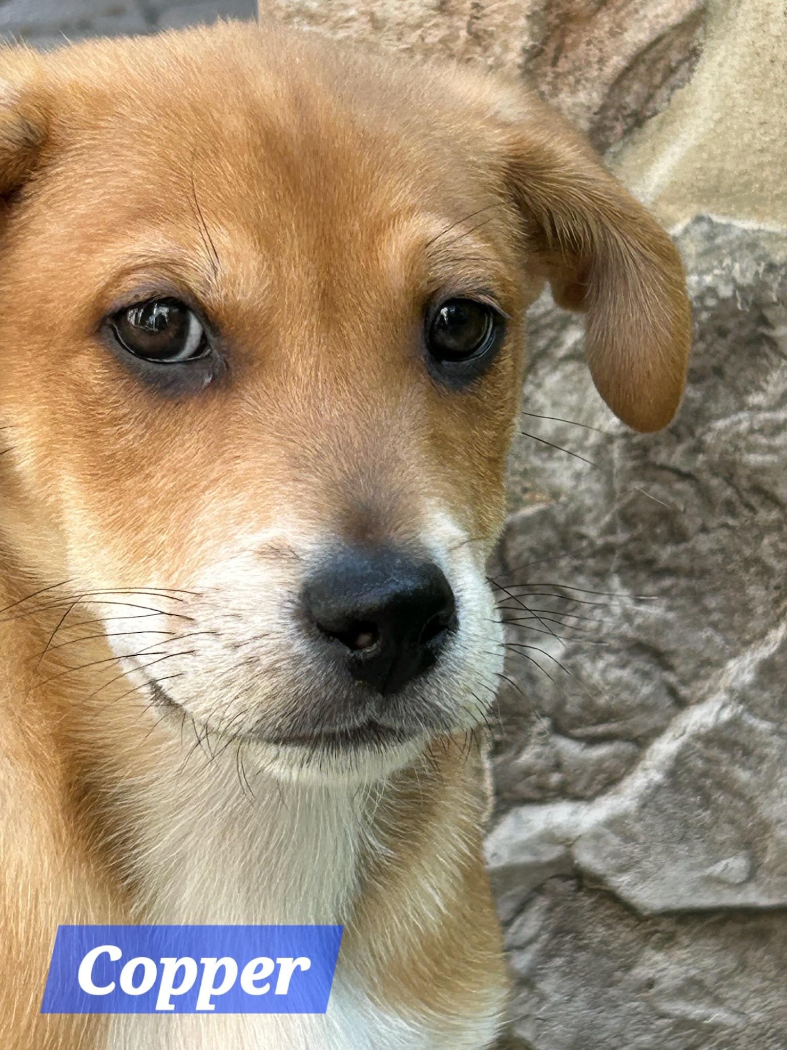 Copper, an adoptable mixed breed in Denver, NC image 4/6