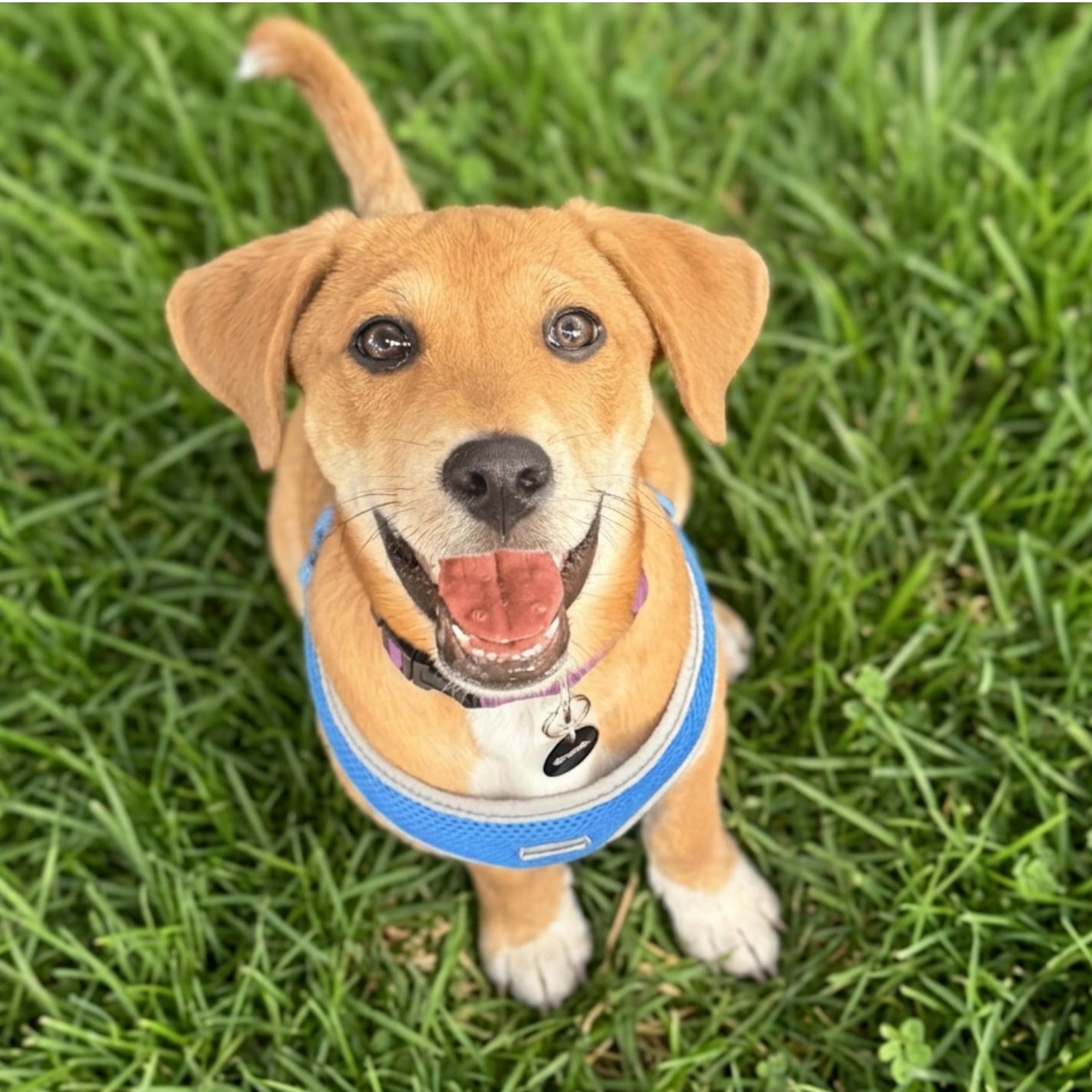 Enlarge Copper, an adoptable mixed breed in Denver, NC image 1/6