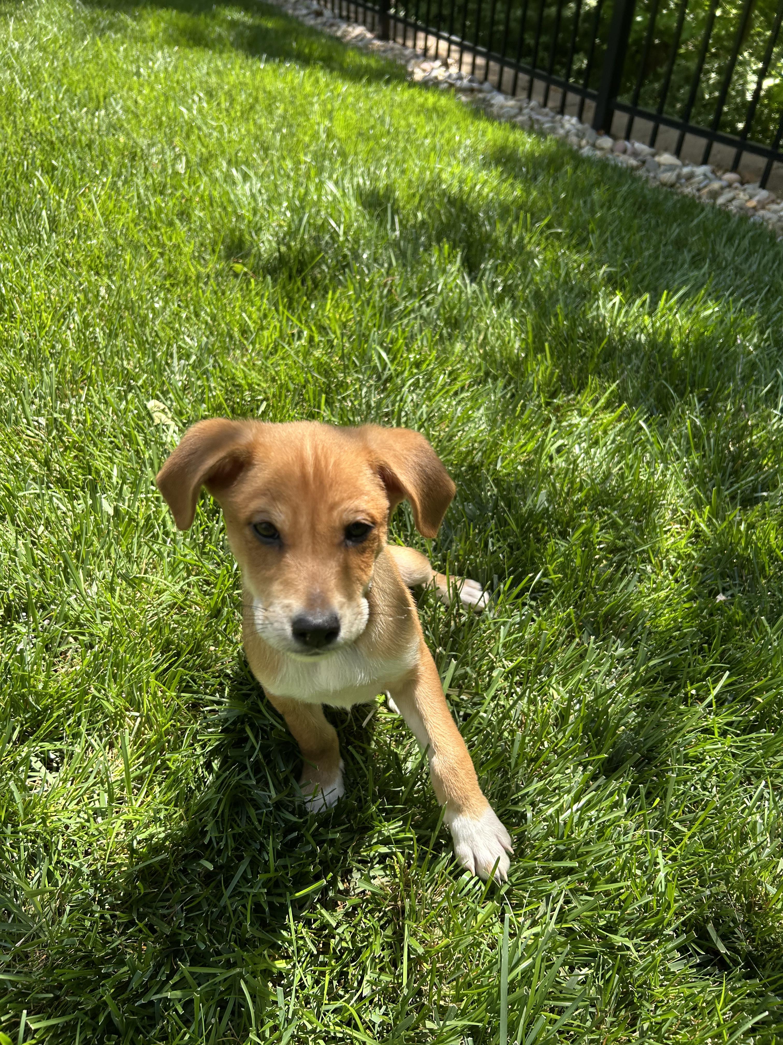 Copper, an adoptable mixed breed in Denver, NC image 5/6