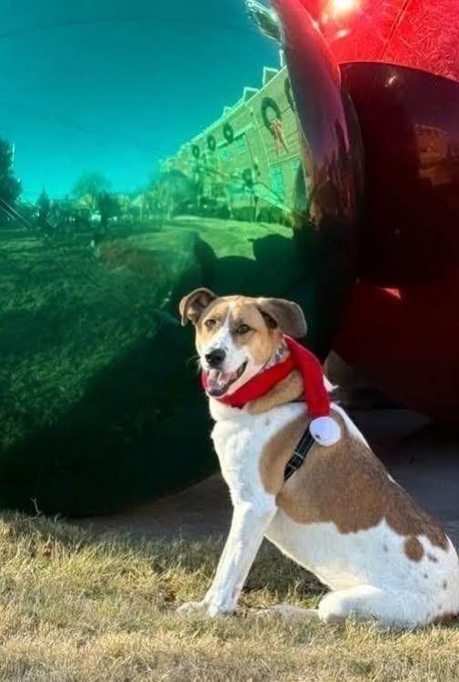 Sabre, a Adoptable mixed breed in Dalton, GA image 1/6