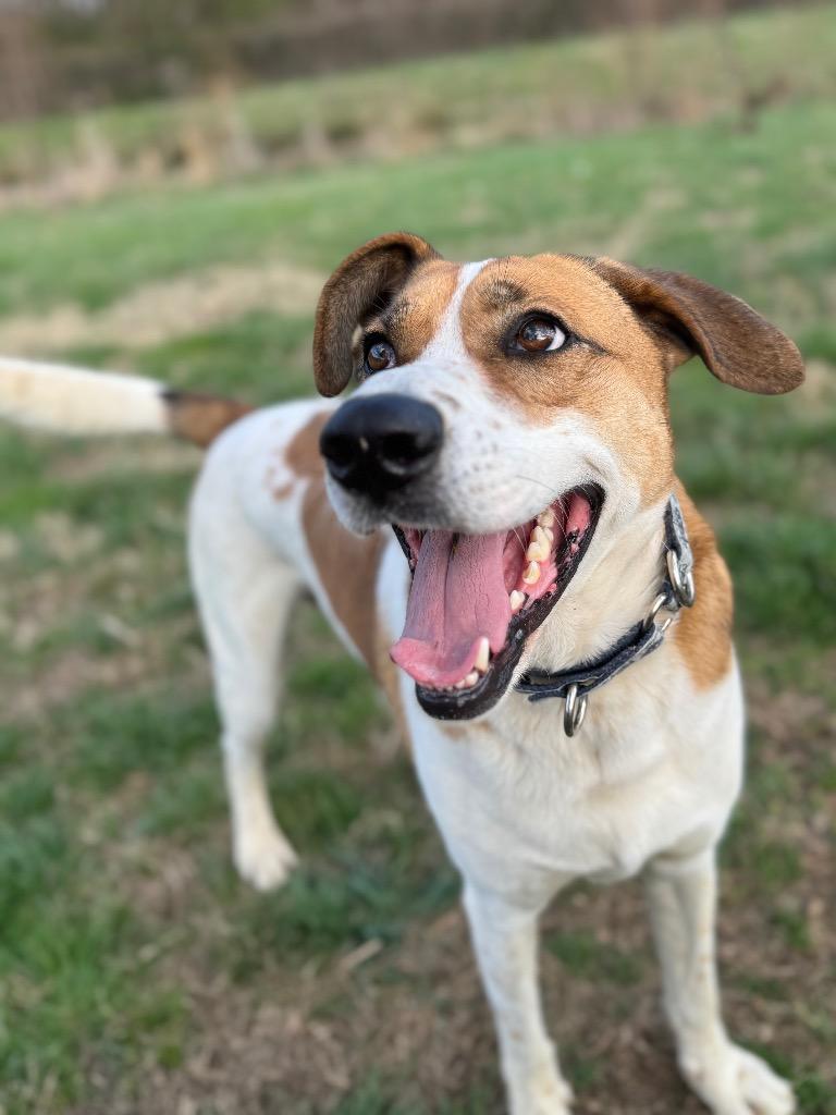 Enlarge Sabre, a Adoptable mixed breed in Dalton, GA image 2/6