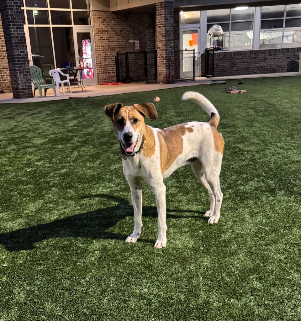 Enlarge Sabre, a Adoptable mixed breed in Dalton, GA image 4/6