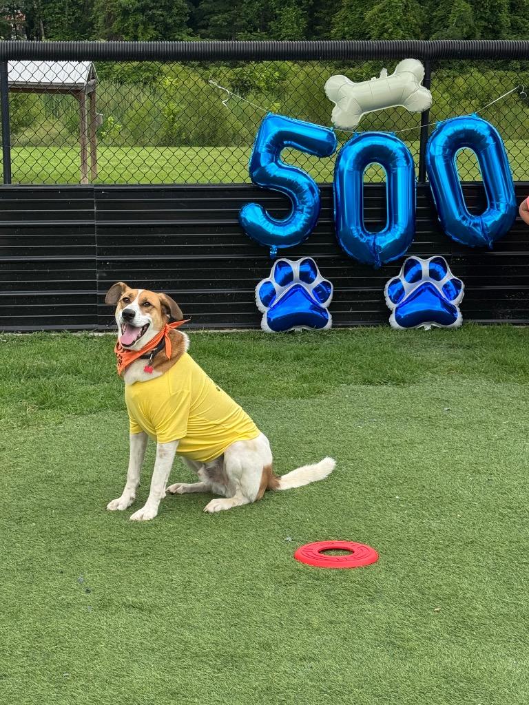 Sabre, a Adoptable mixed breed in Dalton, GA image 5/6