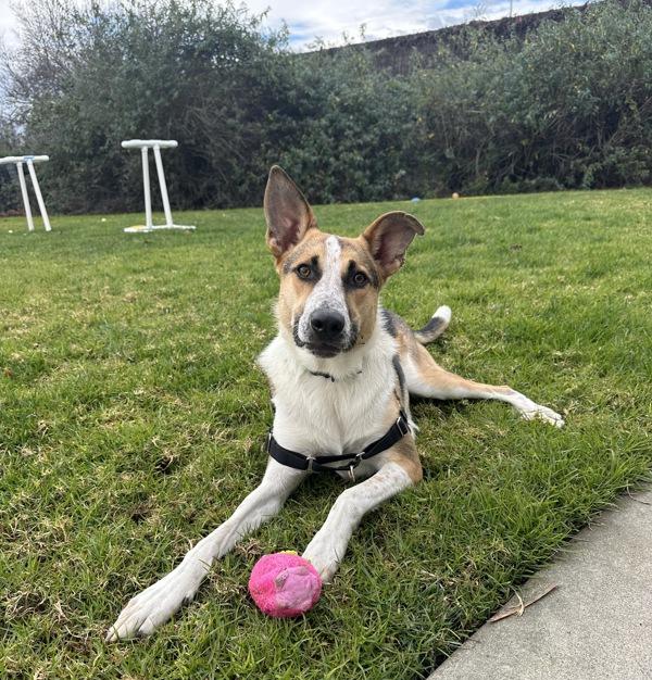 Enlarge Cosmo, a Adoptable mixed breed in Oakland, CA image 2/6