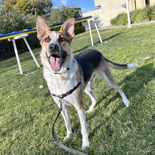 Enlarge Cosmo, a Adoptable mixed breed in Oakland, CA image 3/6