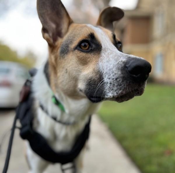 Enlarge Cosmo, a Adoptable mixed breed in Oakland, CA image 4/6